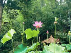 -蜀南竹海景区