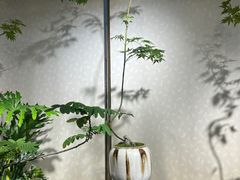 -双季花艺园艺市场(浦东店)