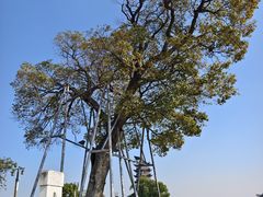 -观潮胜地公园