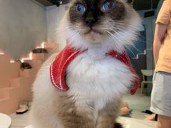 -猫儿山۰猫主题餐厅