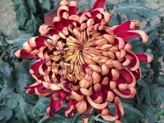 -上海市龙华烈士陵园