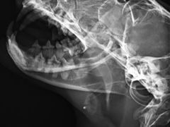 -安安宠医·安宠宠物医院