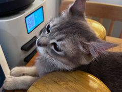 -楼上猫咖(罗湖店)