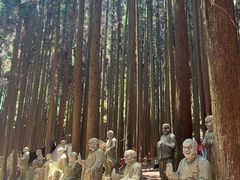 -武陵山森林公园