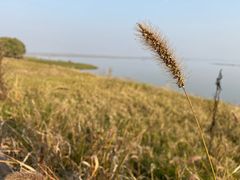 -湖南东洞庭湖国家级自然保护区