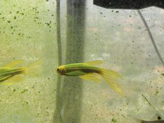 -武汉花鸟市场