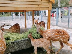 -长白岛森林公园