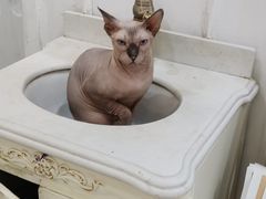 -共舞时光猫咖·狗咖(新街口店)