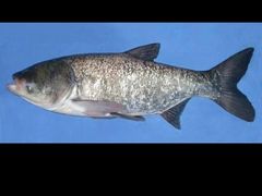 -小八仙·宴(三峡茶庄店)