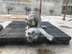-太湖龙之梦