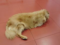 -和它·交个朋友·狗咖猫咖(爱琴海店)