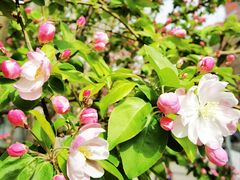 -北京市海淀区翠微小学