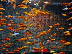 -Zoolung Zoolung动物主题公园(海信广场店)