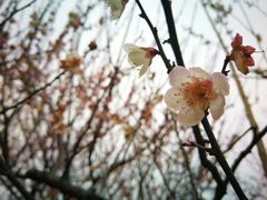 -香雪海
