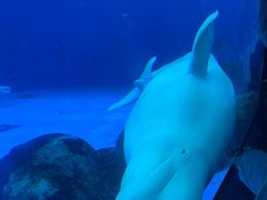 -海合安成都极地海洋公园