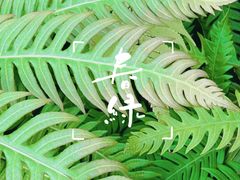 -国家植物园南园