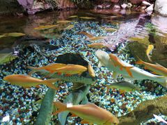 -迪拜水族馆及水下动物园