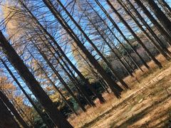 -塞罕坝国家级自然保护区