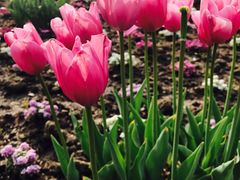 -上海东方佘山翰悦阁酒店·Vie全日制餐厅