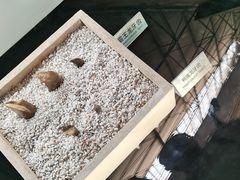 -诸城市恐龙博物馆