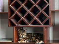 -蓝鲸·缅因猫舍
