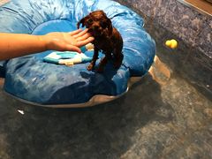 -Oh My Dog宠物沙龙(伊珊娜皮毛护理店)