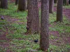 -上海共青森林公园