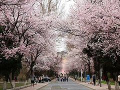 -武汉大学-樱园