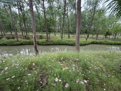 -合肥滨湖国家森林公园