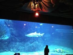 -暹罗海洋世界
