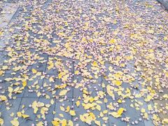 -三里屯东五街银杏大道