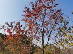 -广州市石门国家森林公园