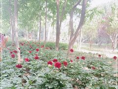 -仁和公园(顺义区)