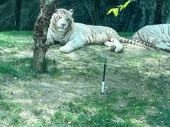 -北京野生动物园