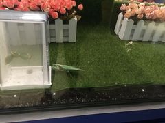 螳螂-上海昆虫博物馆