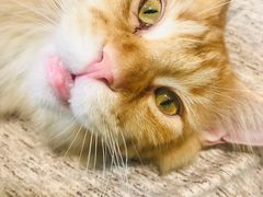 -藏猫猫咖啡主题馆(中央大道店)