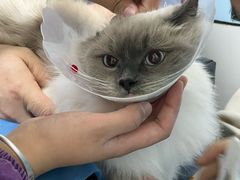-中农国际动物医院24小时·猫科·骨科·急重症中心