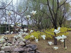 -莲花池公园