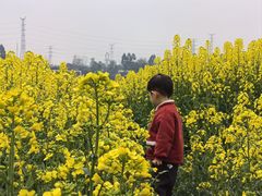 -三圣花乡旅游区