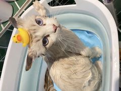 -山宅一喵德文卷毛猫舍