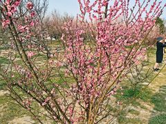 -蜀冈西峰生态公园