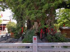 -大槐树寻根祭祖园