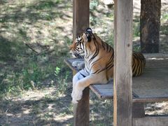 -石家庄市动物园