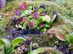 -中国科学院西双版纳热带植物园