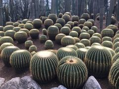 -南山植物园