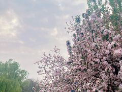 -海棠花溪(元大都城垣遗址公园)