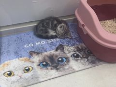 -糯米喵星人总部直营旗舰店·猫舍·幼猫出售