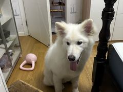 -艾贝尔宠物医院·狂犬免疫点(江山金象城店)