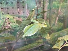-上海大自然野生昆虫馆(东方明珠·爬宠昆虫探索中心)