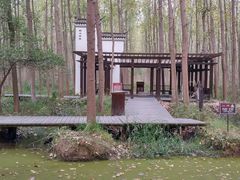 -合肥滨湖国家森林公园